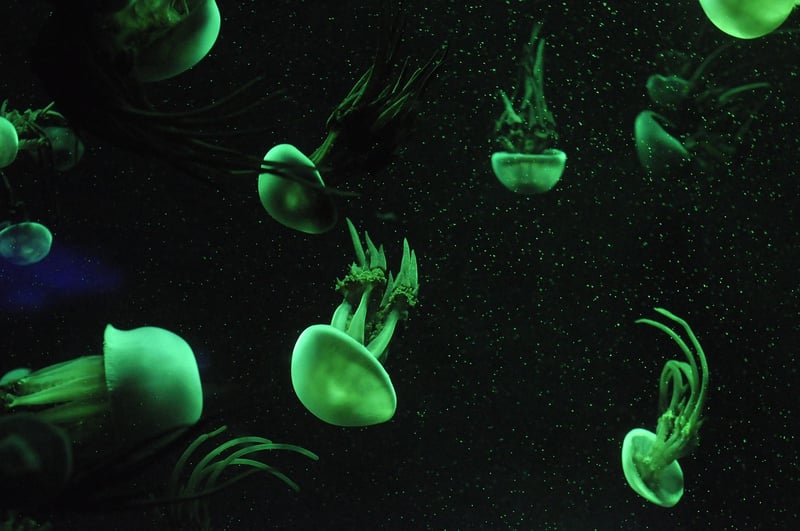 Jellyfish